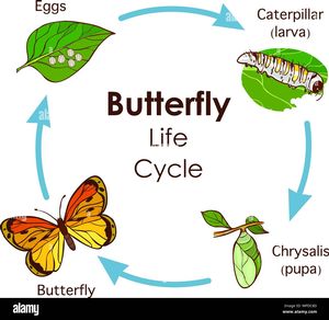 STEM: Butterfly Life